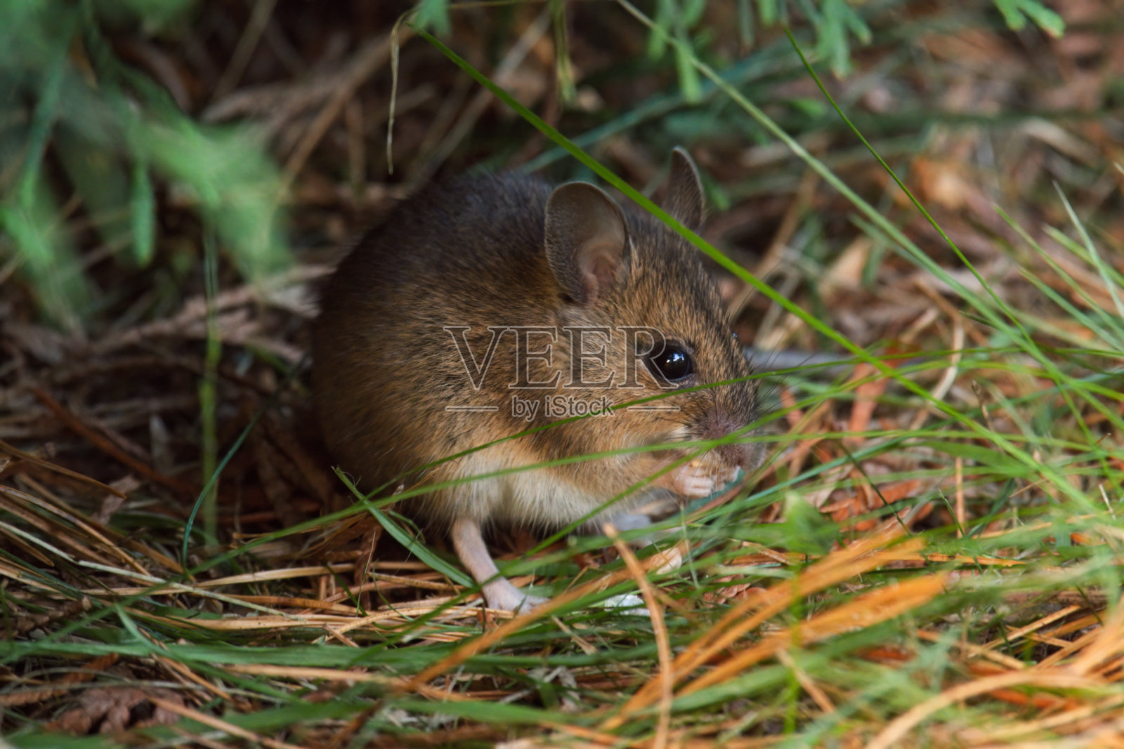 花园里的野老鼠照片摄影图片