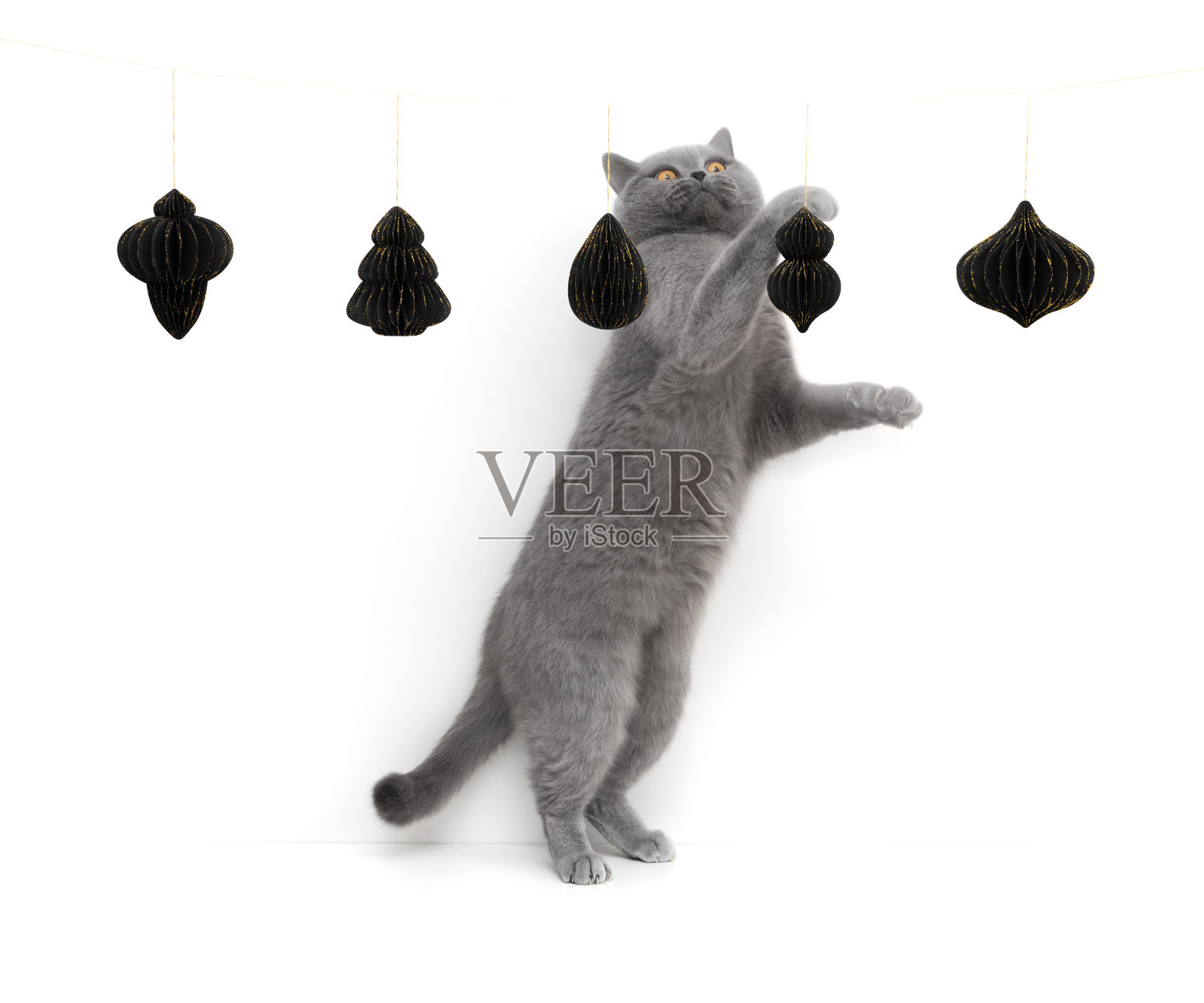 有趣的灰猫正在玩白色背景上的圣诞纸装饰品。印有英国猫和纸质节日玩具的新年贺卡。副本的空间。照片摄影图片