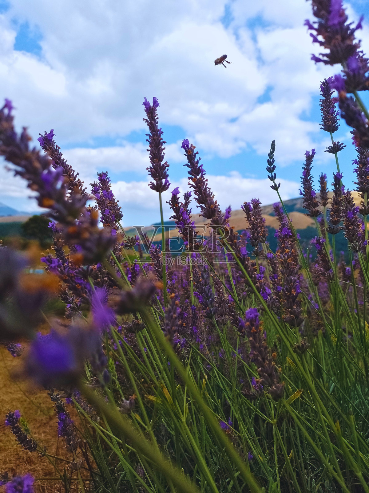 薰衣草田照片摄影图片