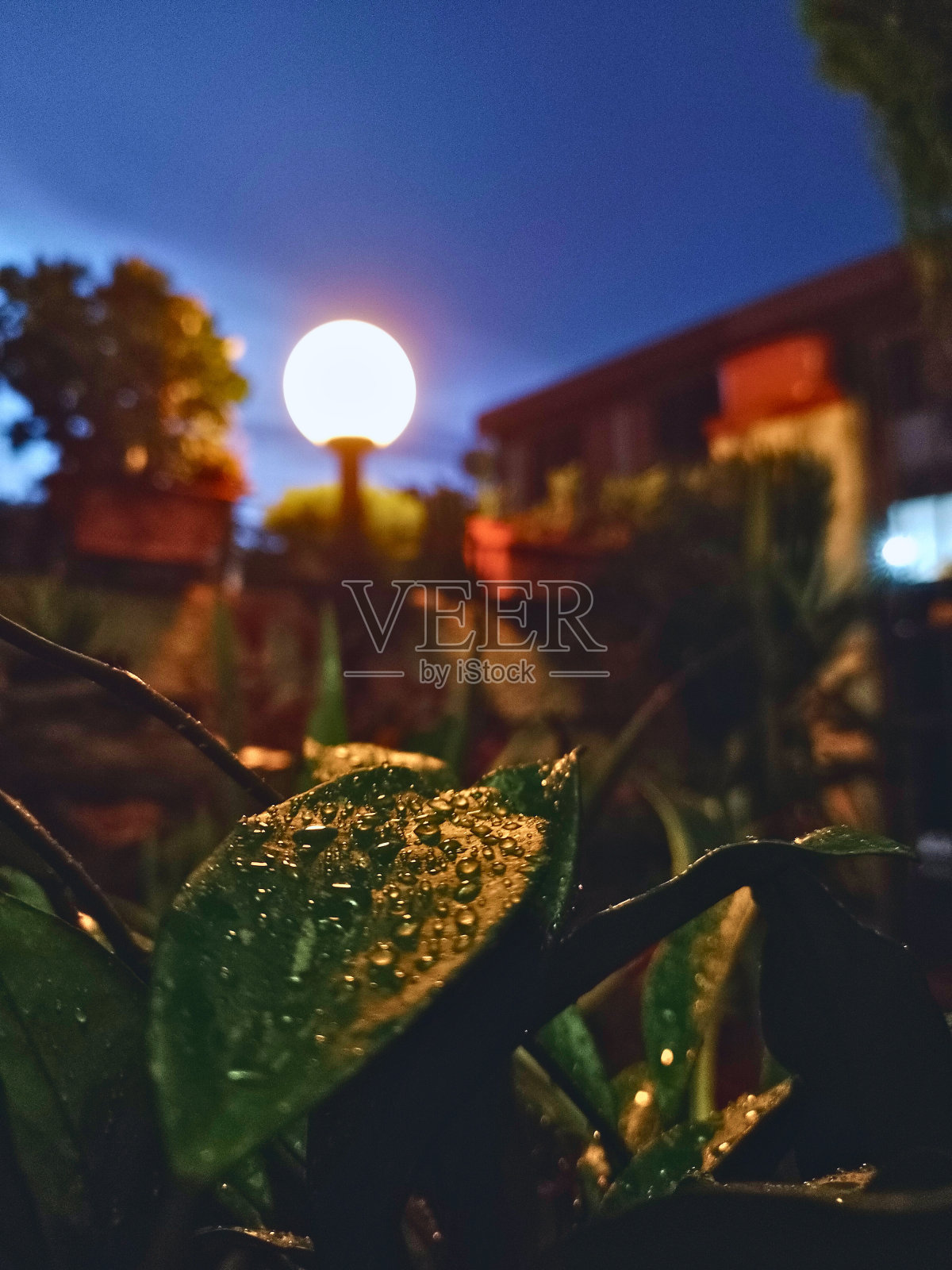 雨后照片摄影图片