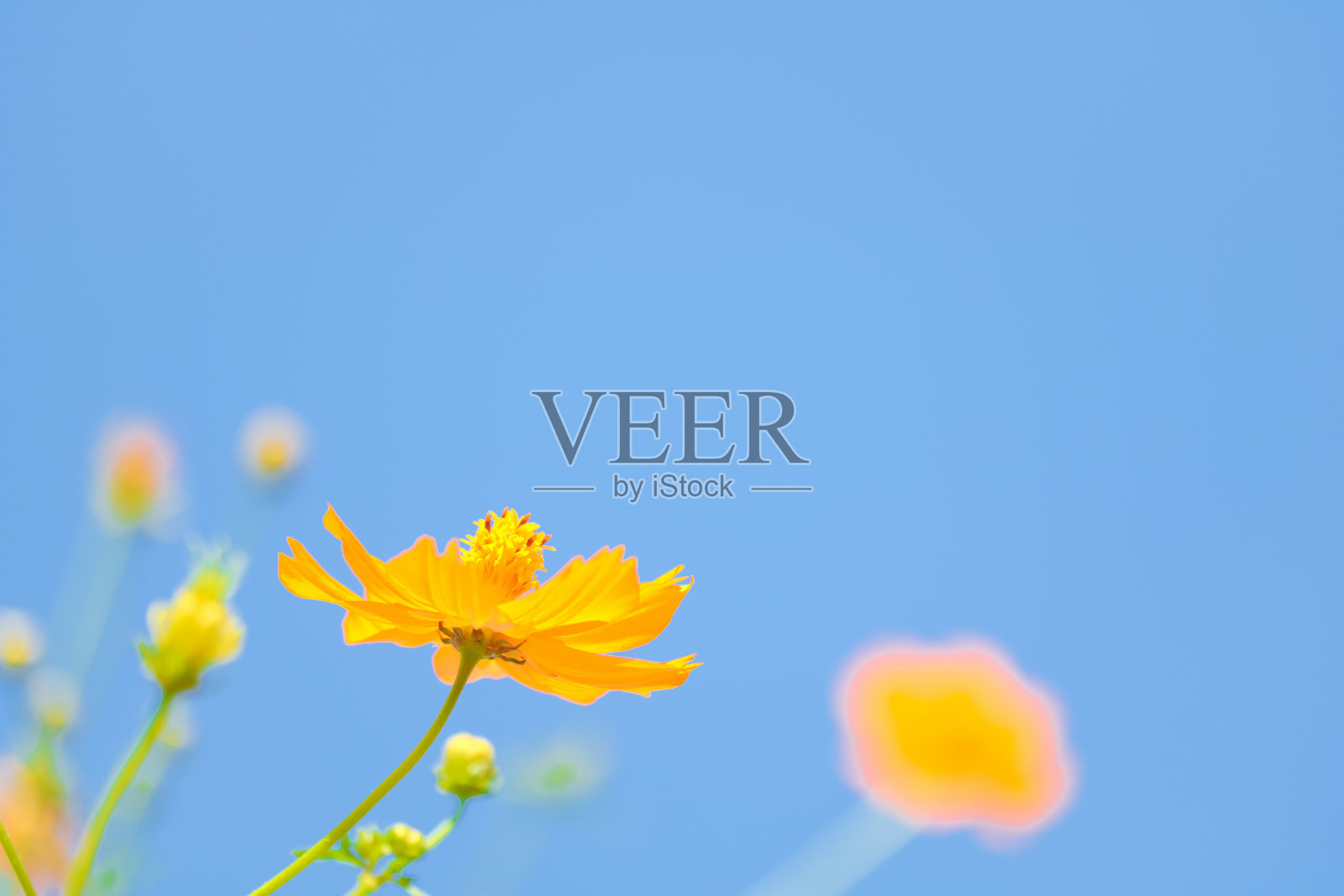 [爱知县]半田市Yakachi河岸边的宇宙照片摄影图片