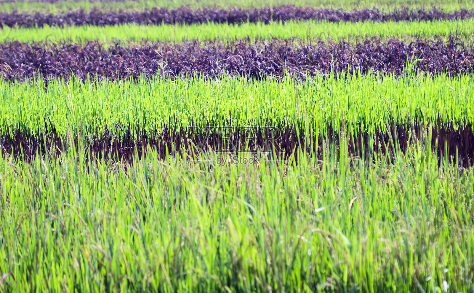 有机泰国茉莉花稻田和稻子米(泰国黑茉莉花米)户外背景照片摄影图片