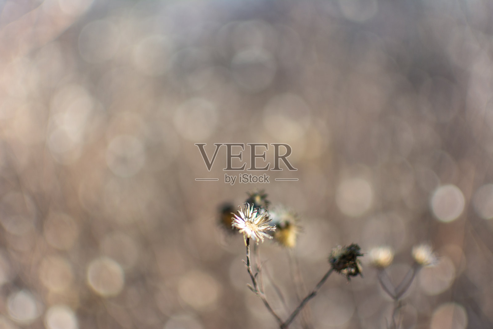 干燥的野花在冬天与柔和模糊的背景照片摄影图片