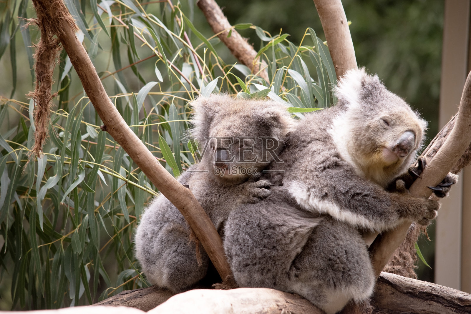 一只小考拉在妈妈身上休息照片摄影图片