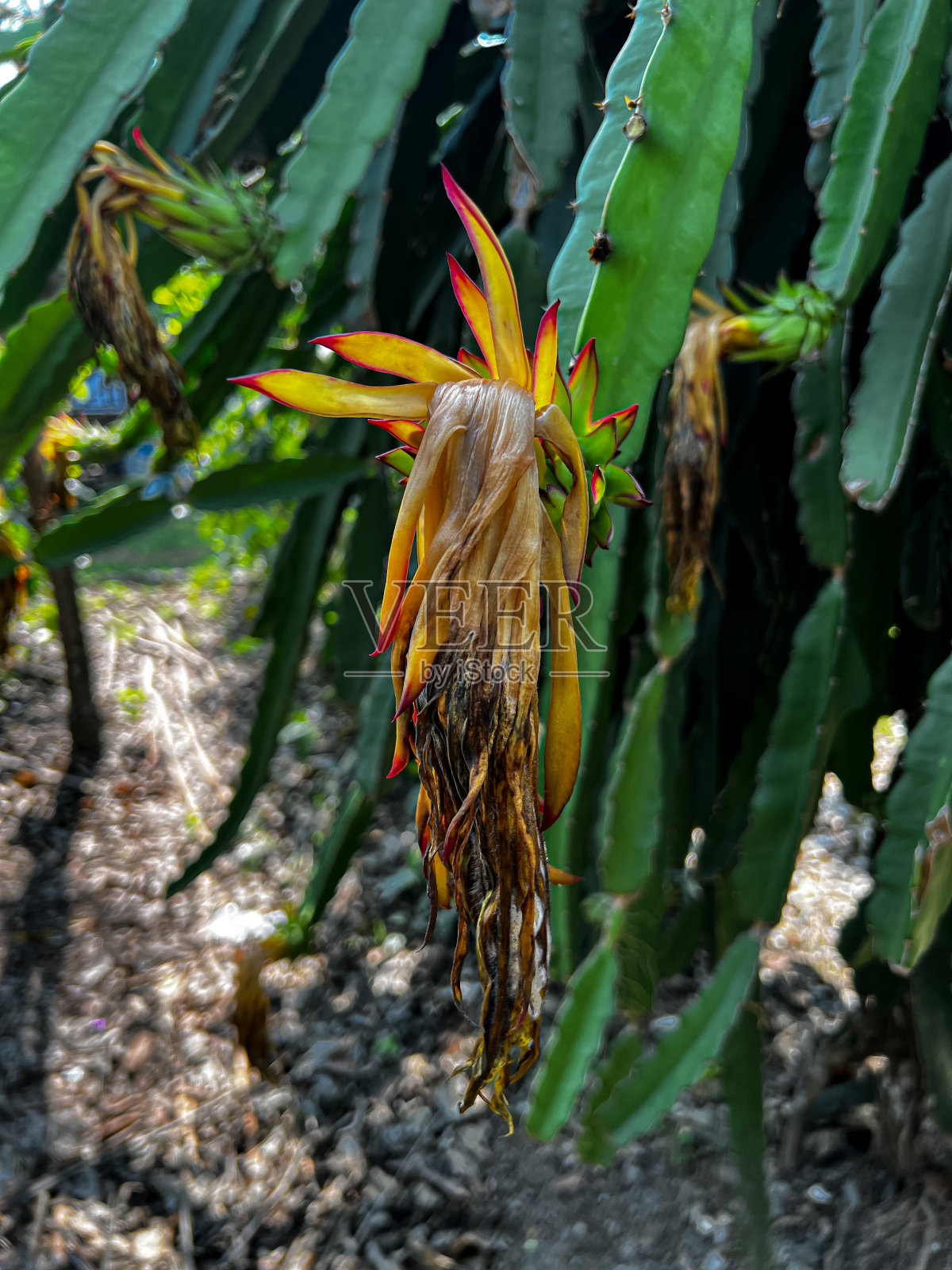 火龙果花朵枯萎或无法收获照片摄影图片