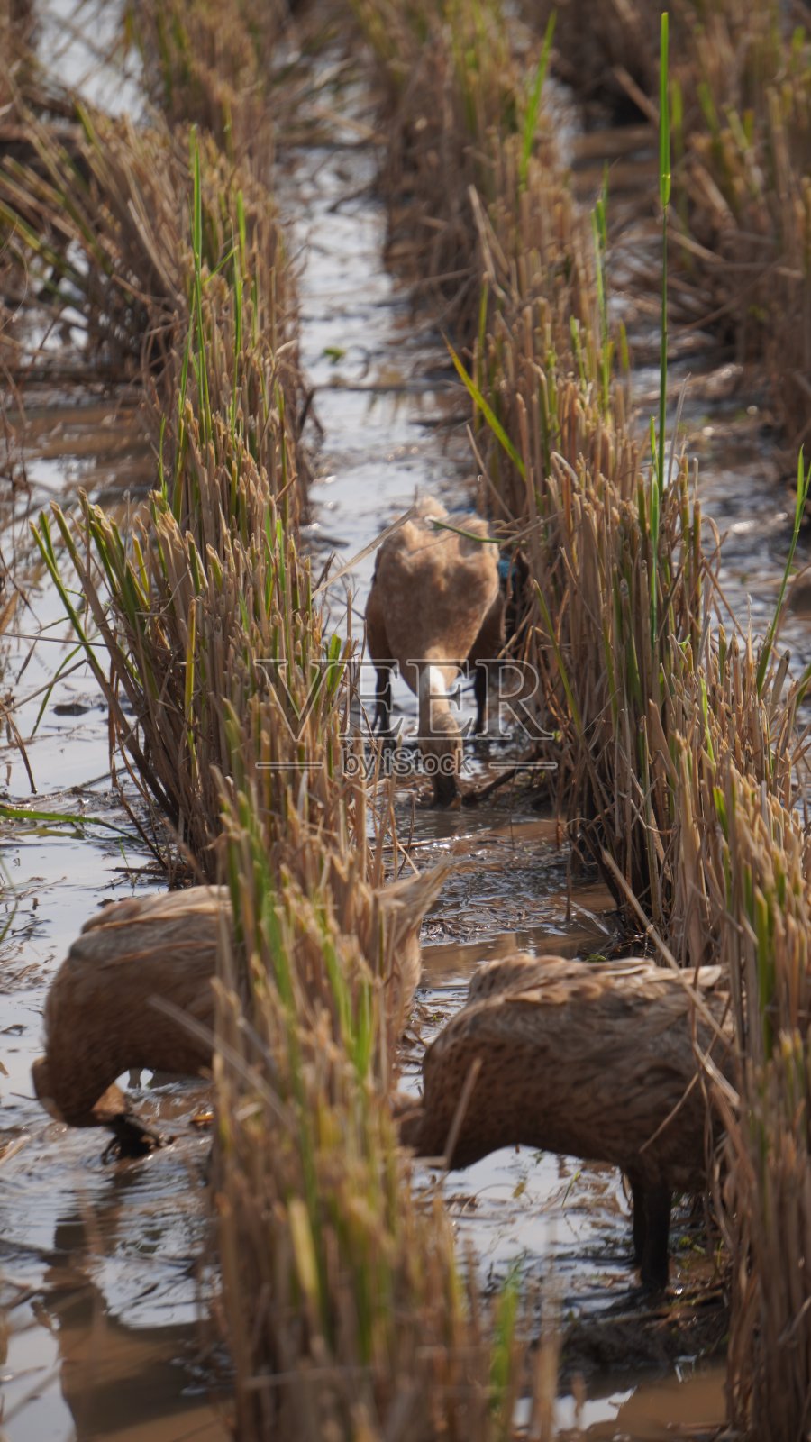 鸭子在稻田里寻找食物照片摄影图片