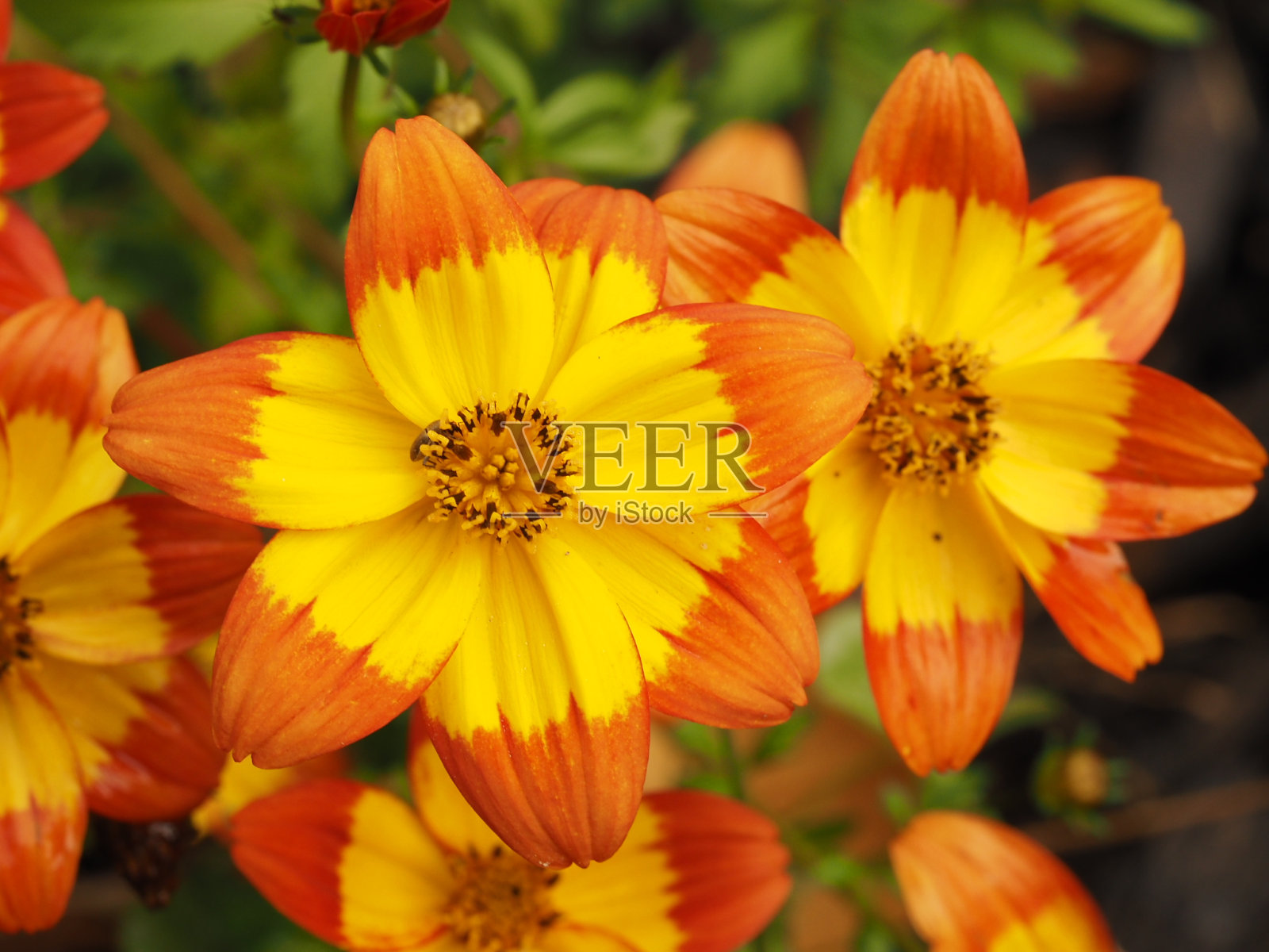 几朵黄色和棕色的花照片摄影图片