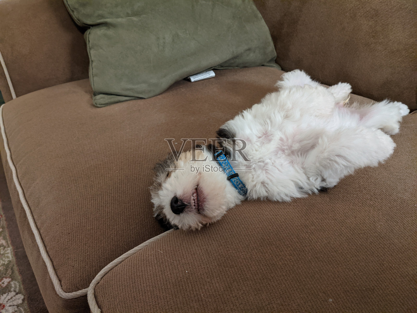 小狗小睡照片摄影图片