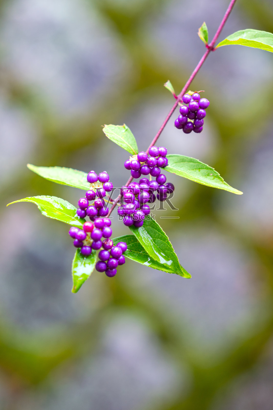 日本美丽的浆果植物。照片摄影图片