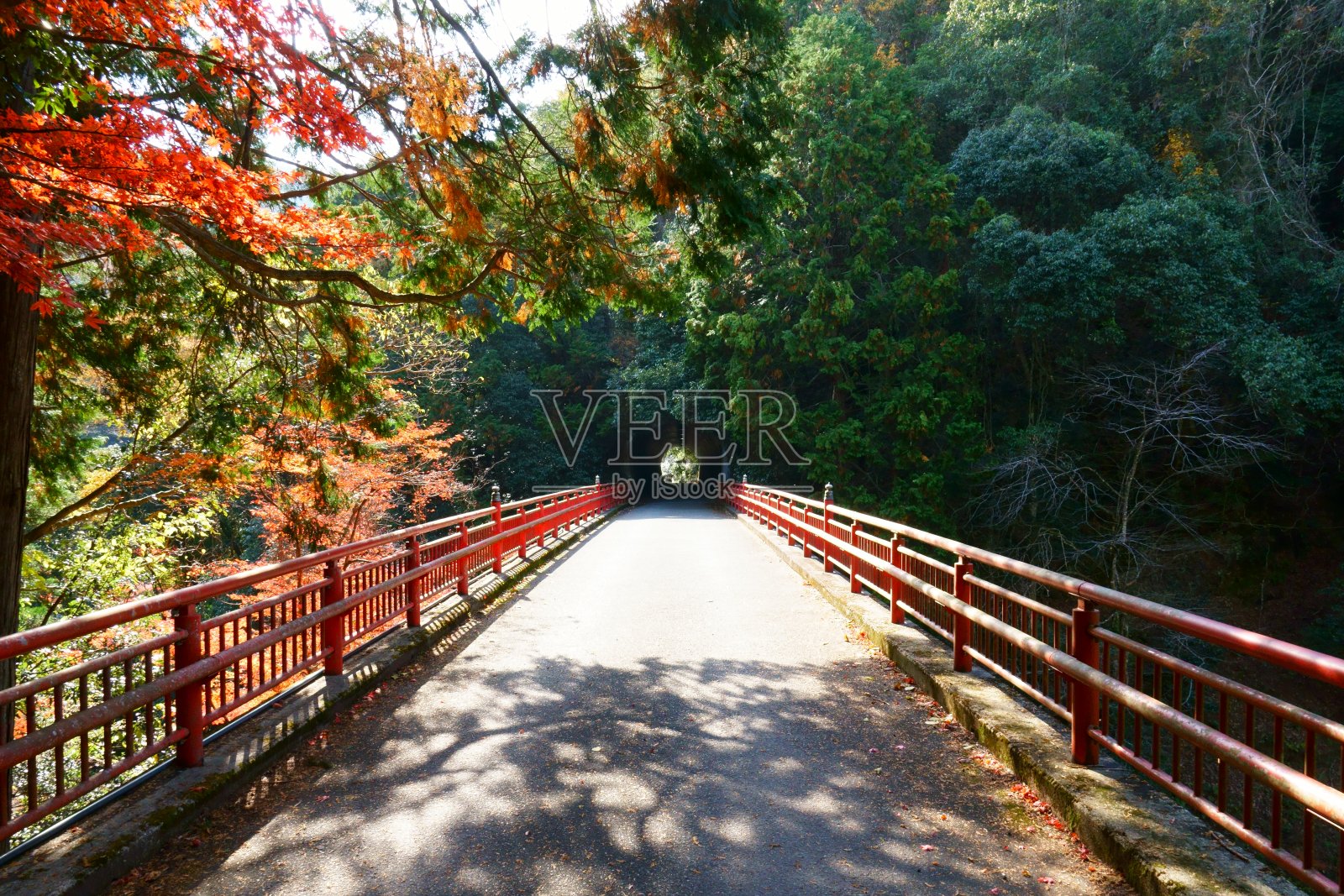 红桥，隧道，秋叶照片摄影图片