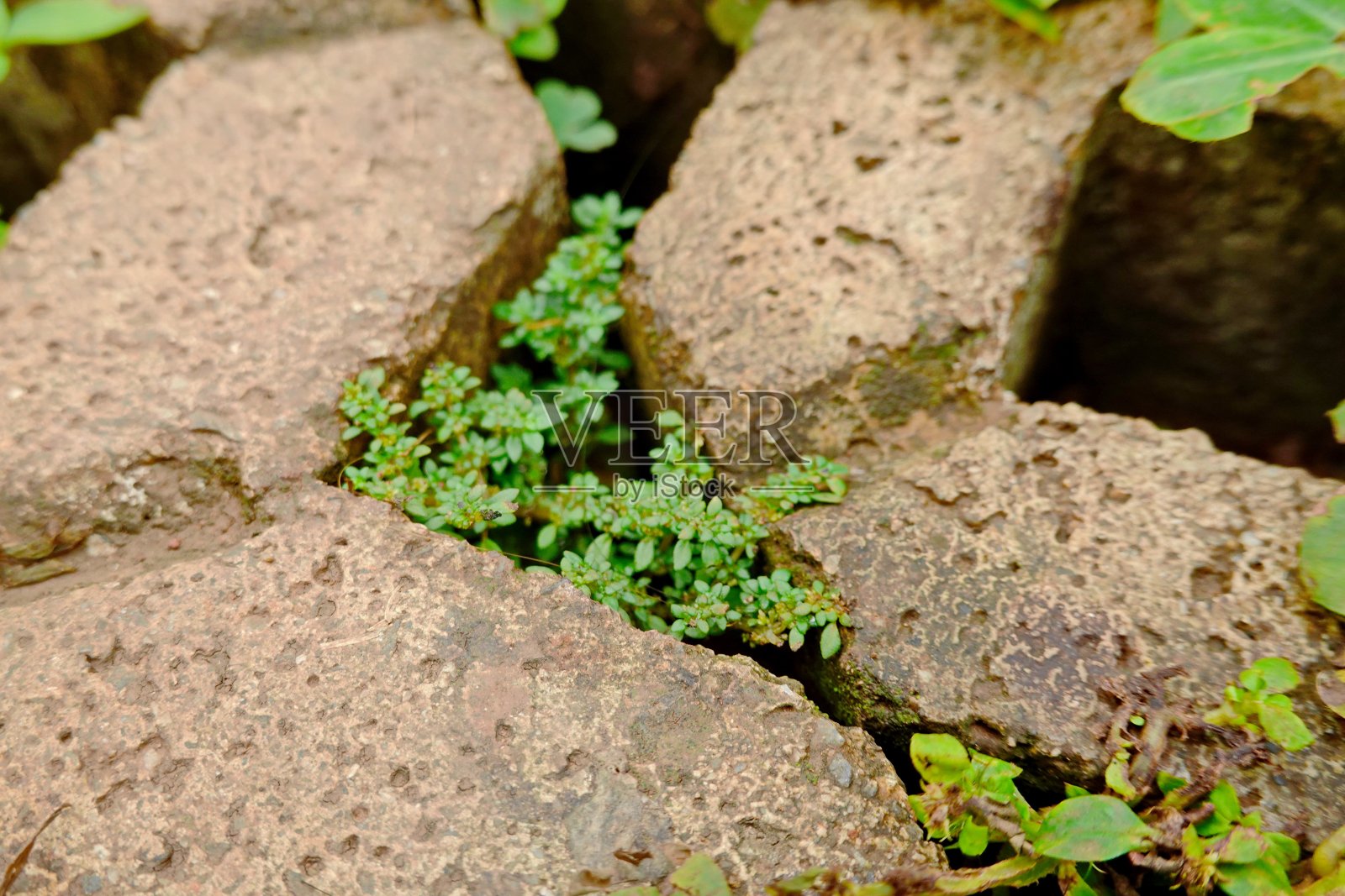 绿色的三叶草从混凝土墙上的洞里钻出来，照片的特写照片摄影图片