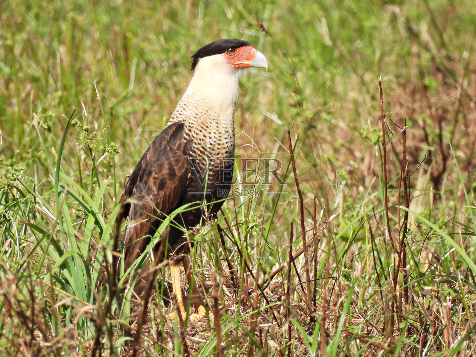 田野里的冠状卡拉卡拉照片摄影图片