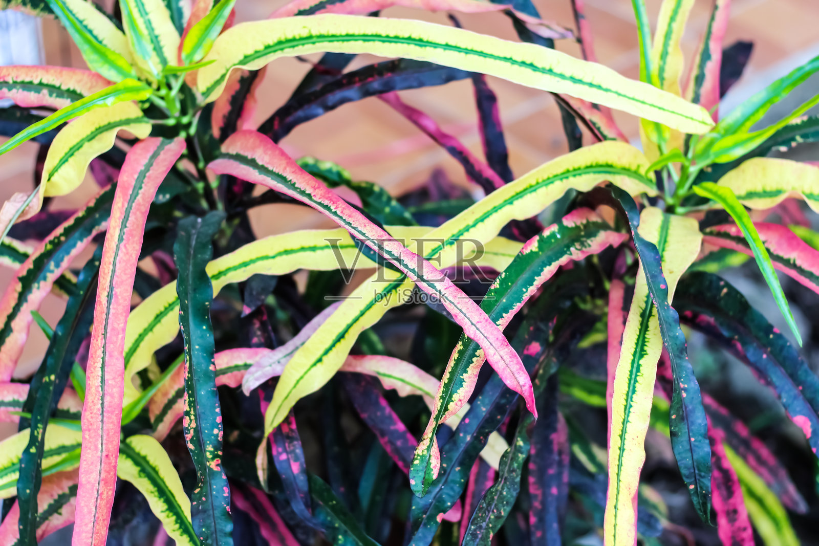 五颜六色的花园巴豆叶(Codiaeum variegatum)环境背景照片摄影图片