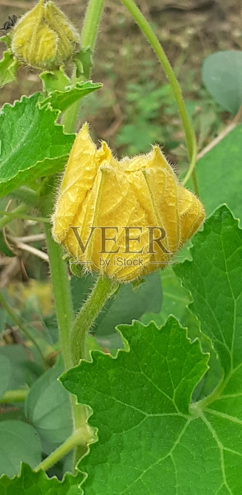 黄色海绵葫芦花绿叶背景照片摄影图片