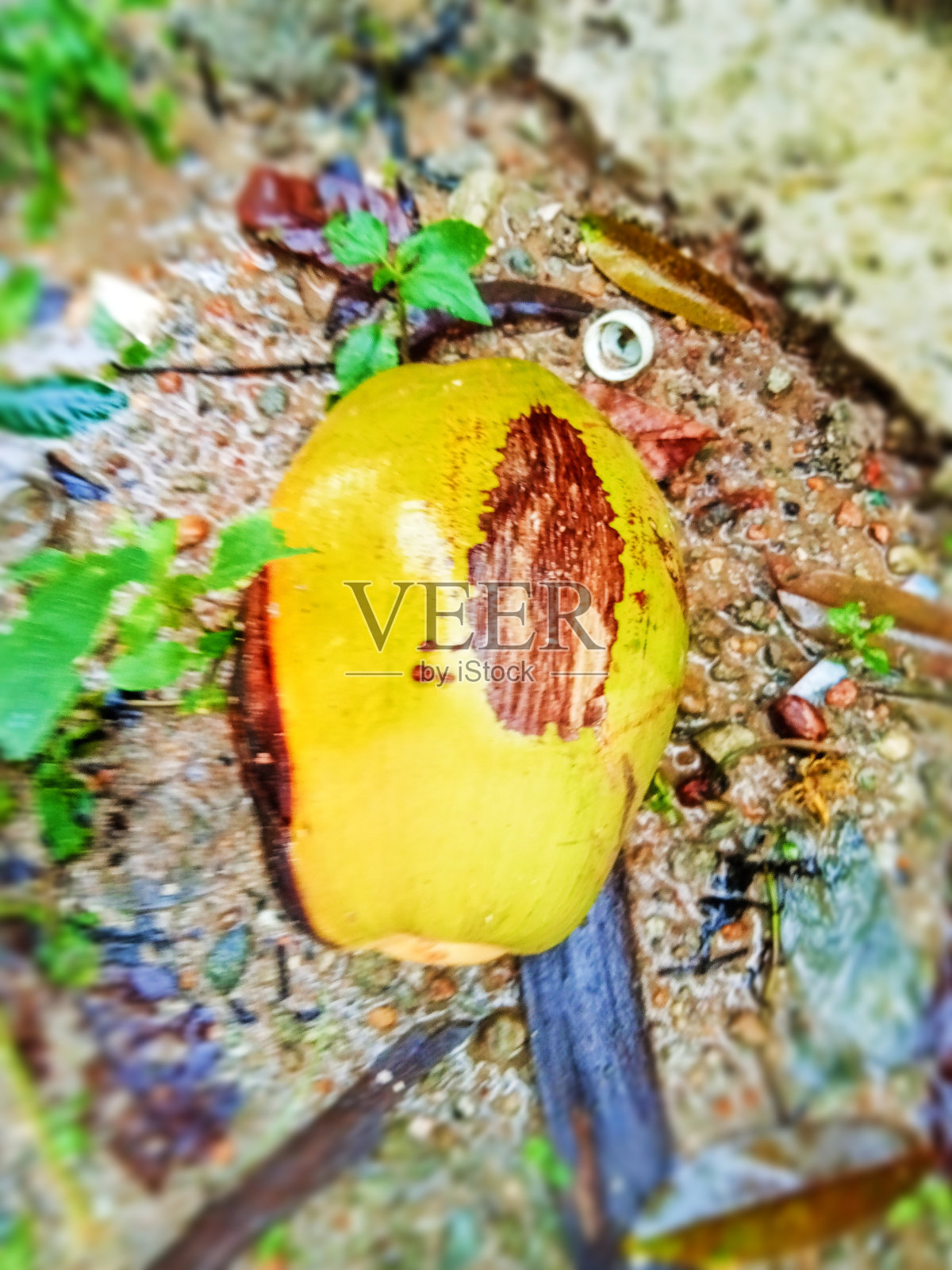 椰子照片摄影图片