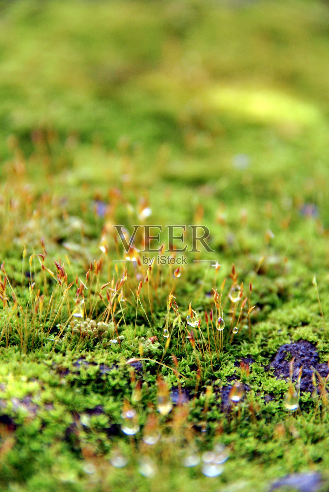 小小世界里的露珠照片摄影图片