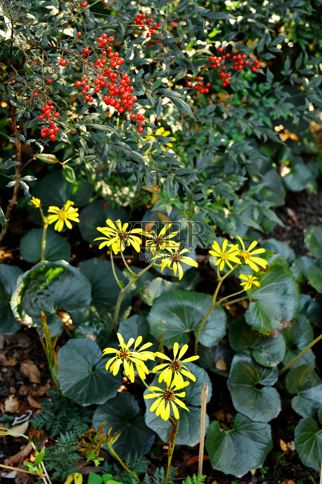 冬天的日本花园，盛开的日本银叶花和成熟的红浆果照片摄影图片