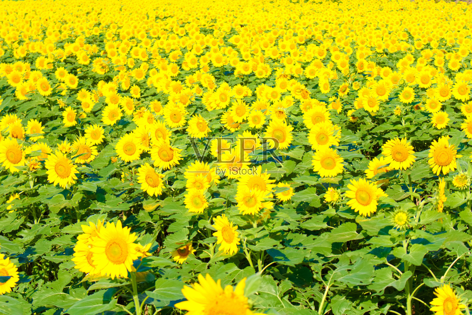 【爱知县】南町町观光农场花广场向日葵田照片摄影图片