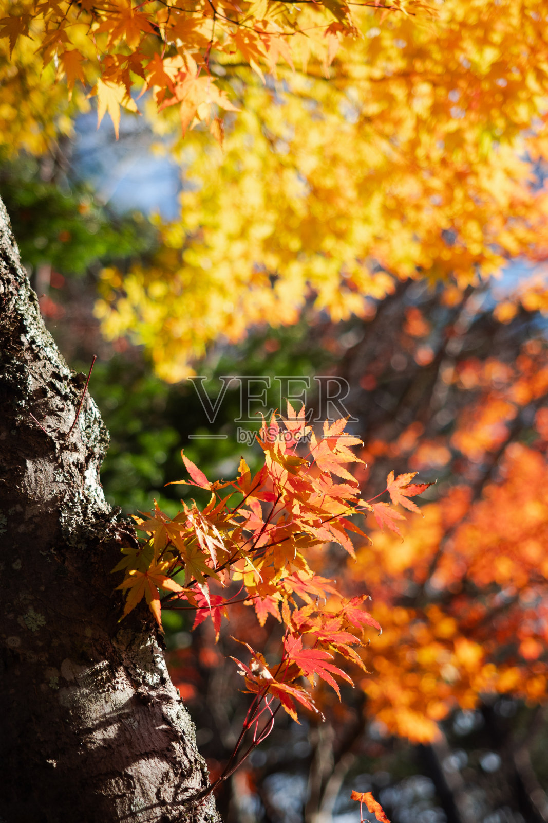 秋天照片摄影图片