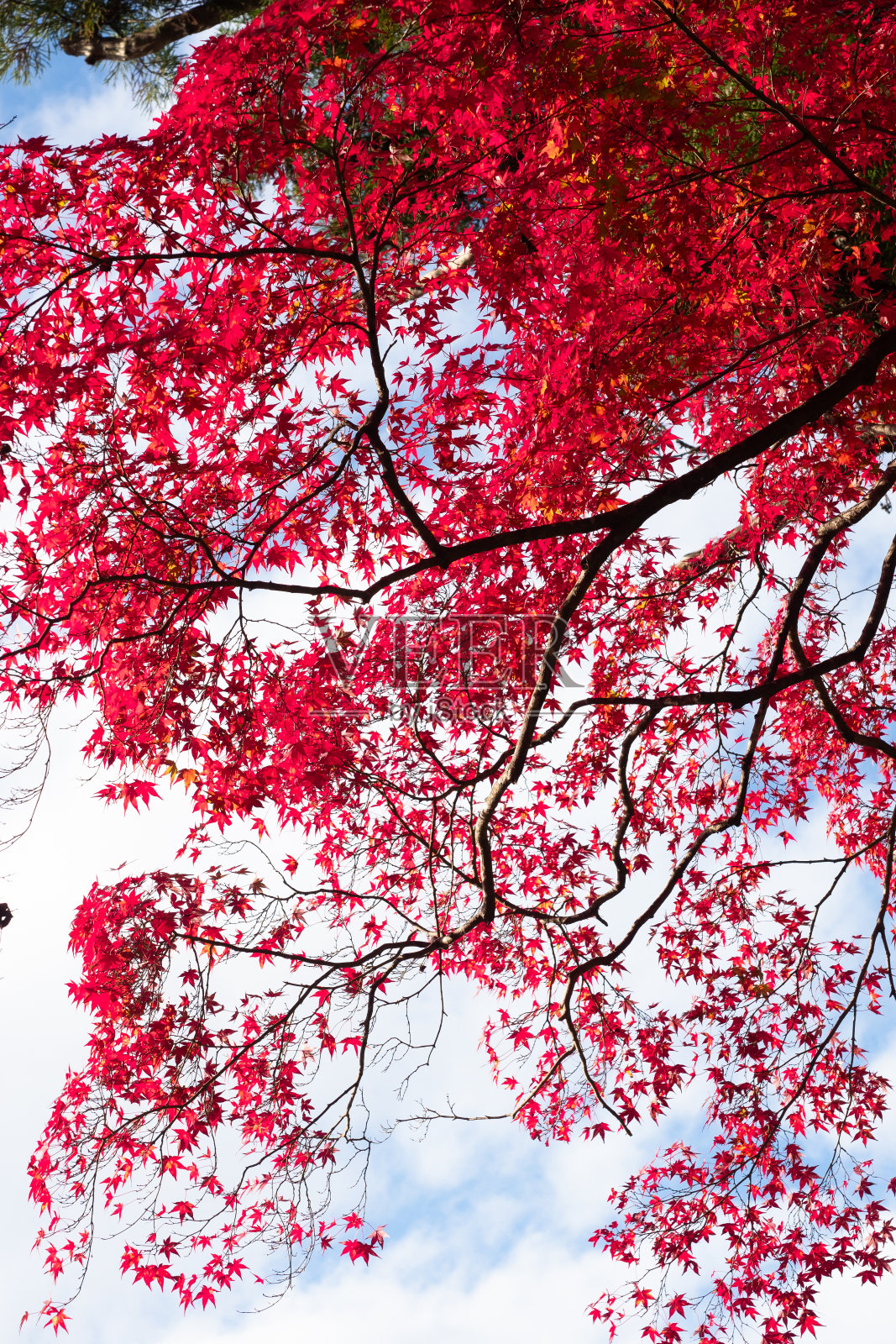 秋天照片摄影图片