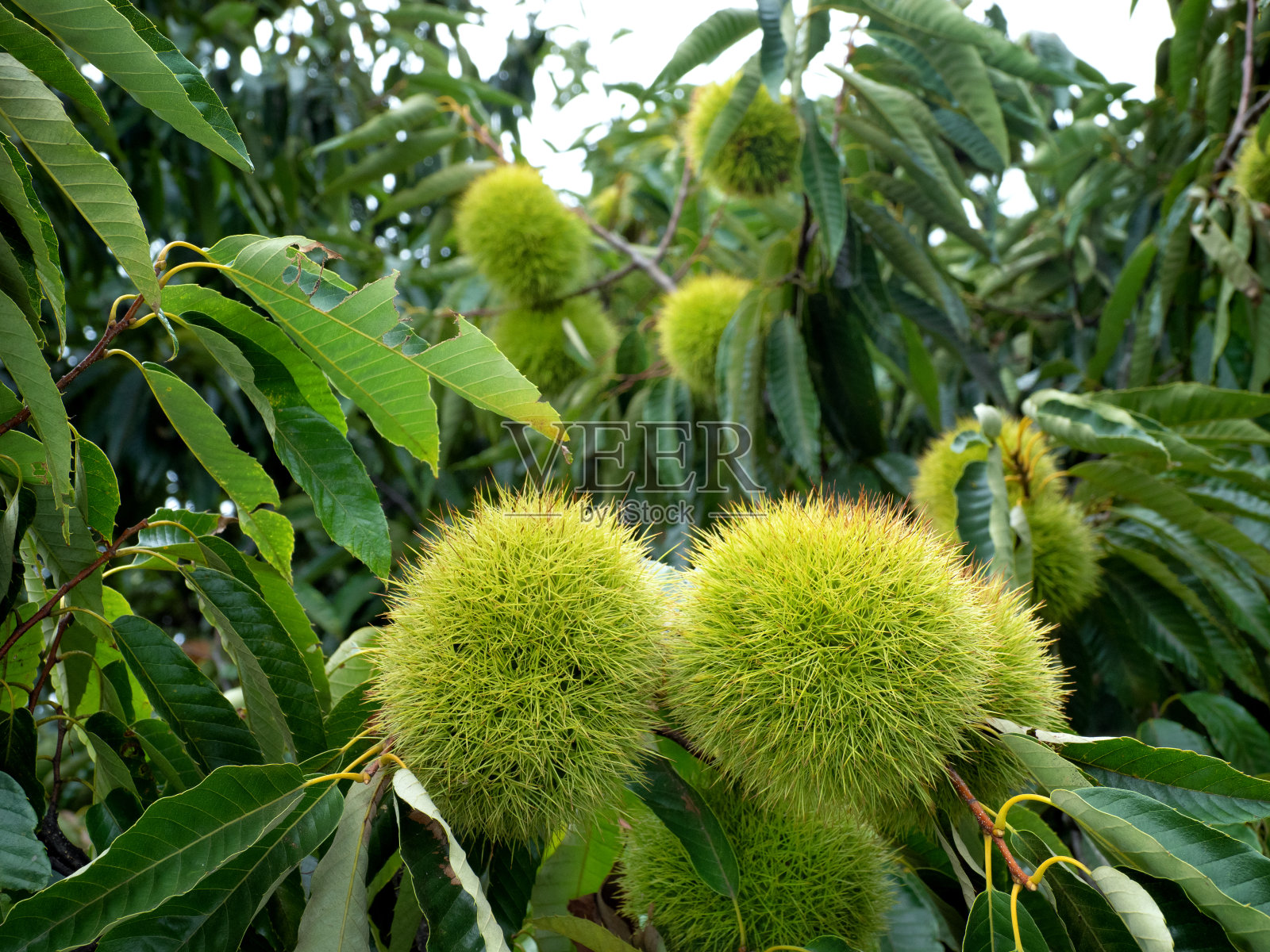 栗子地里的蓝栗子照片摄影图片