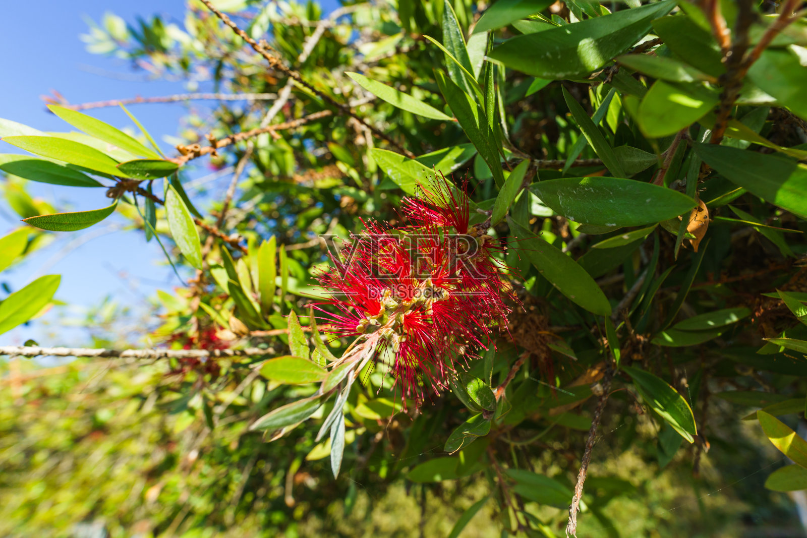 深红色瓶刷(千层花)，近距离开花照片摄影图片