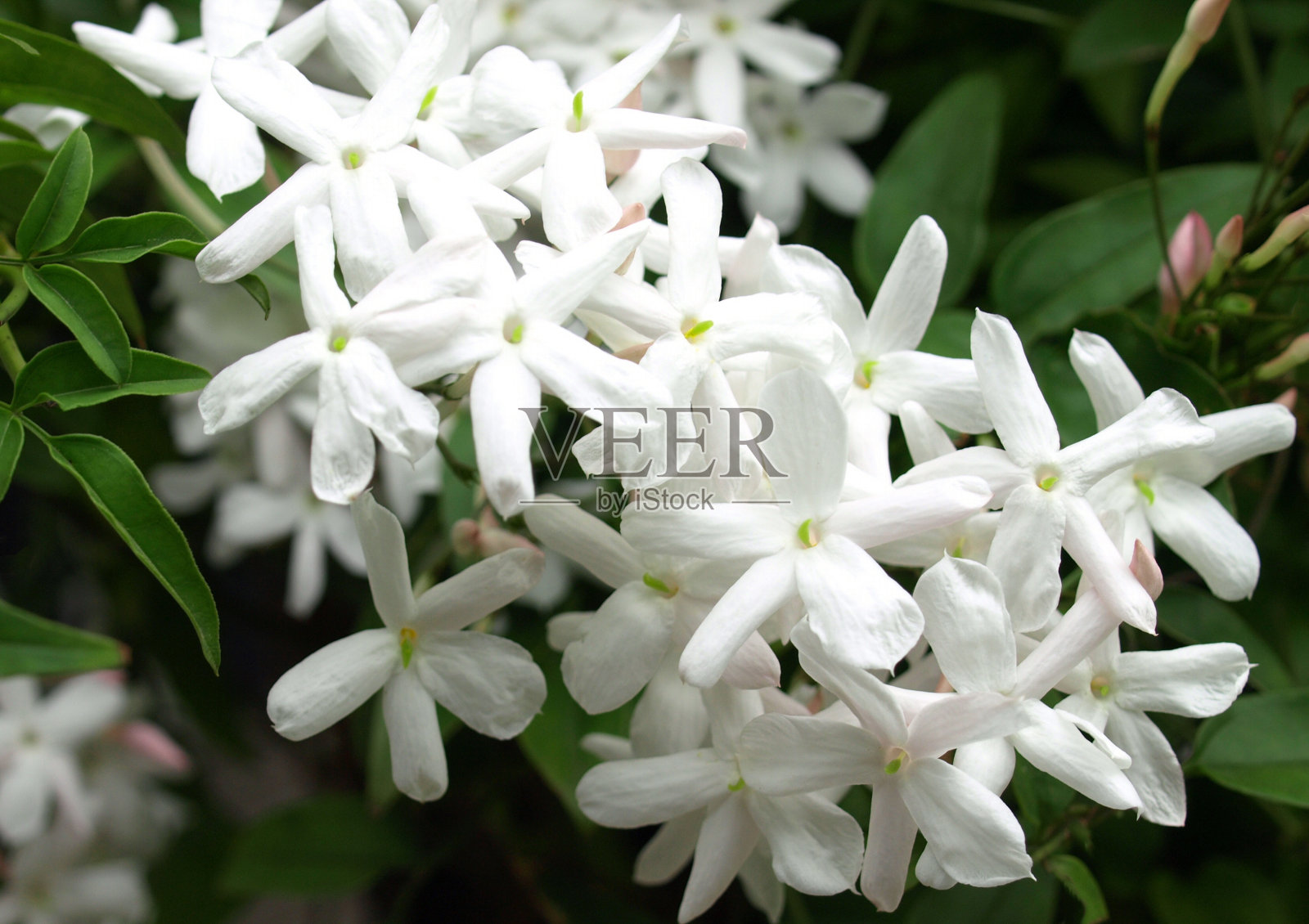 花园里的茉莉花。照片摄影图片