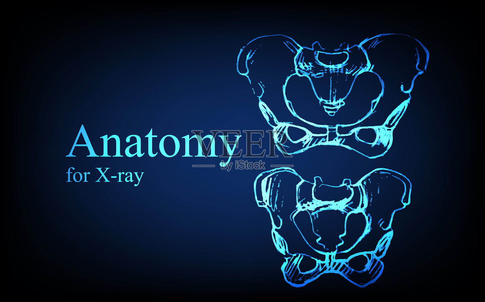 人体解剖在前面的x射线视图解剖插画图片素材