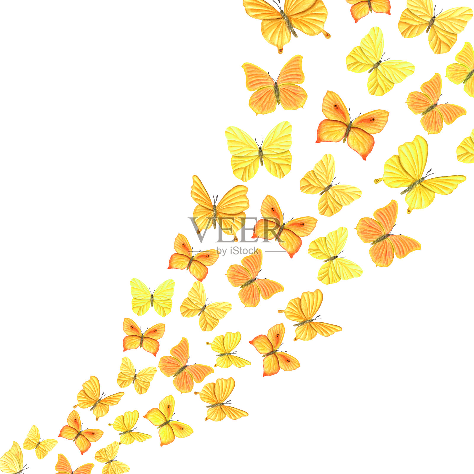 水彩画飞黄橙蝴蝶。飘动的铜，稀有的铜，卷心菜。热带蝴蝶。手绘插图孤立在白色。适合明信片设计，生日，母亲节贺卡插画图片素材