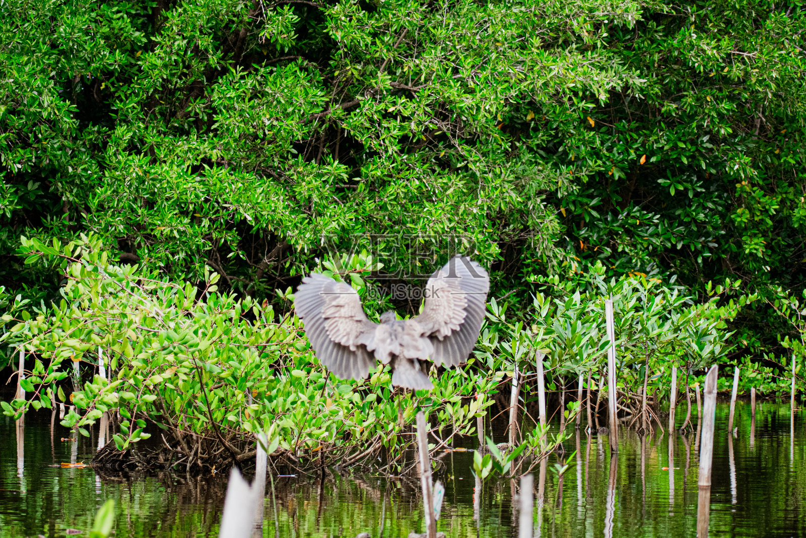 红树林中的苍鹭照片摄影图片
