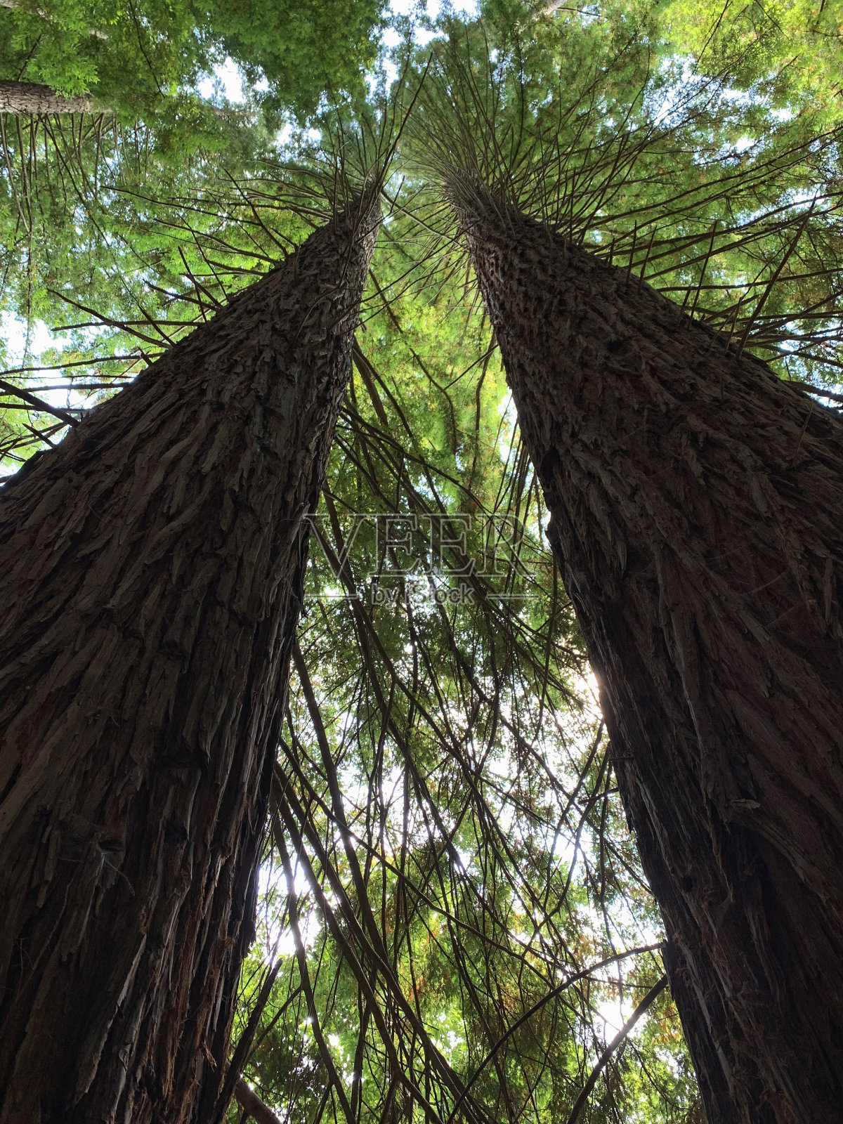 绿林中有美丽的红杉，自然景观照片摄影图片