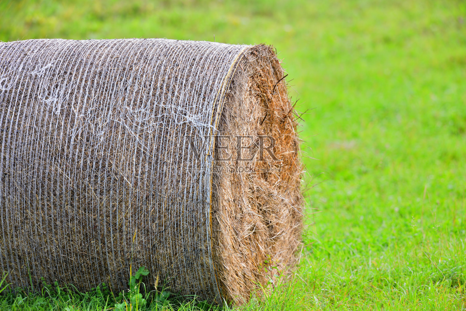 一捆捆干草躺在修剪过的农业草地上，供家畜过冬照片摄影图片