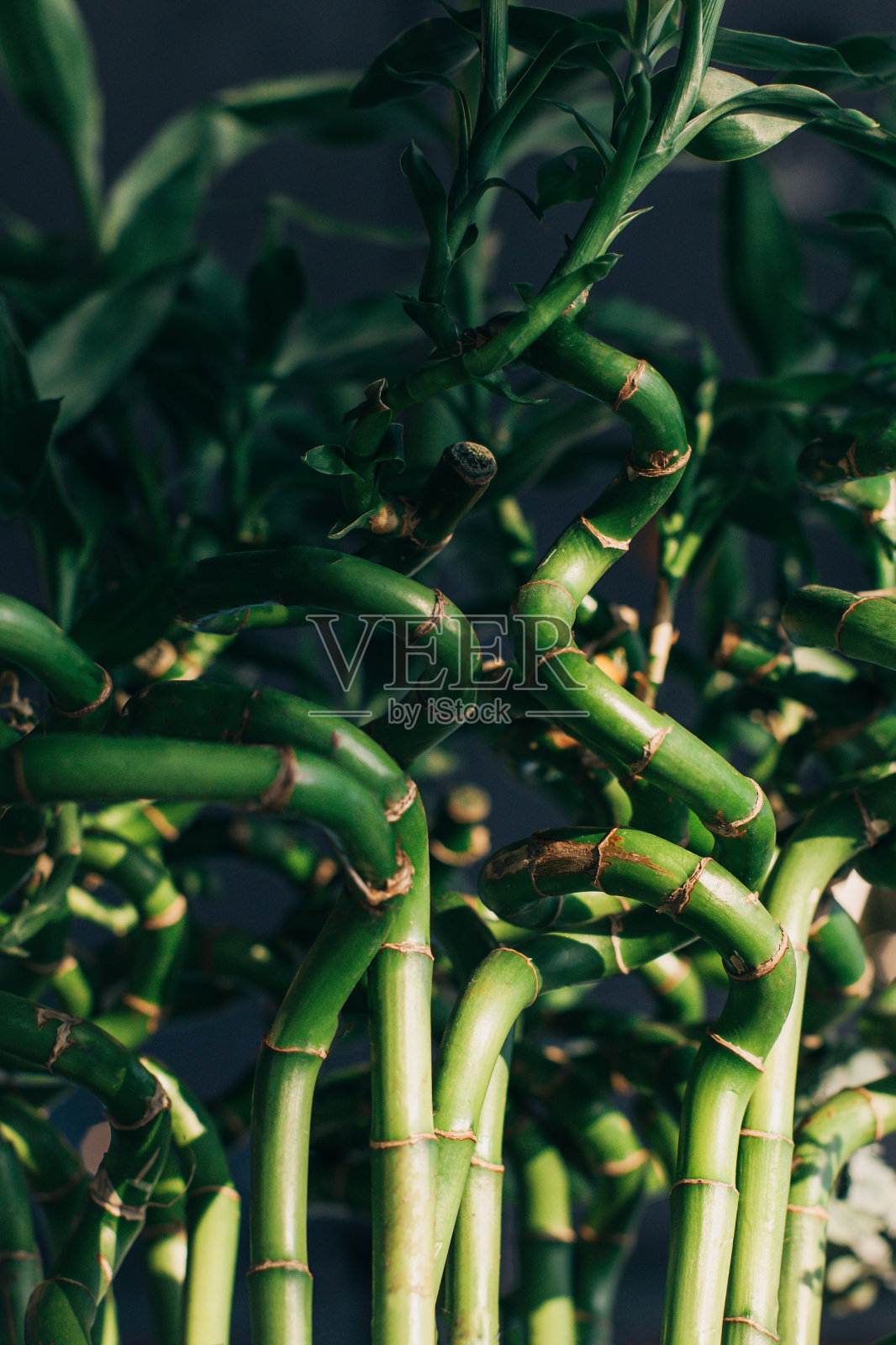 阳光下插在花瓶里的新鲜装饰竹笋。照片摄影图片