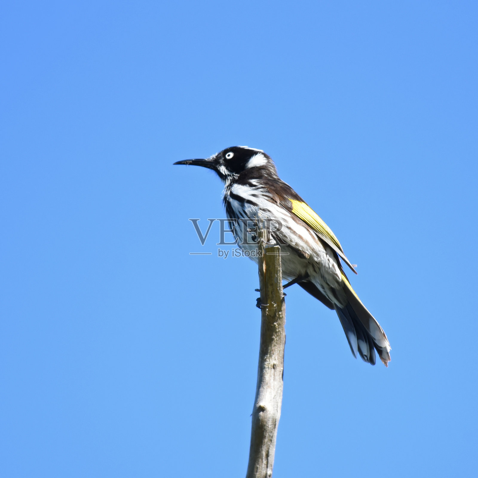 栖息在高树上的新荷兰蜜虫照片摄影图片