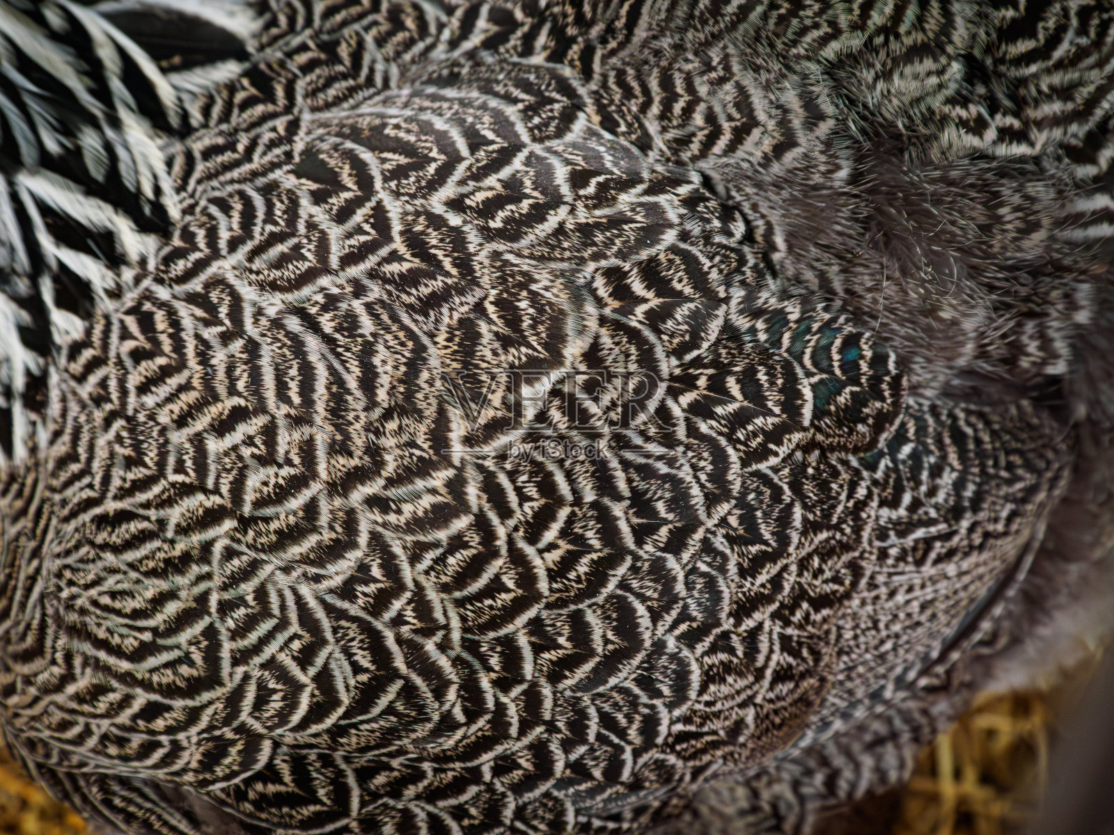 黑色，白色和灰色的母鸡羽毛照片摄影图片