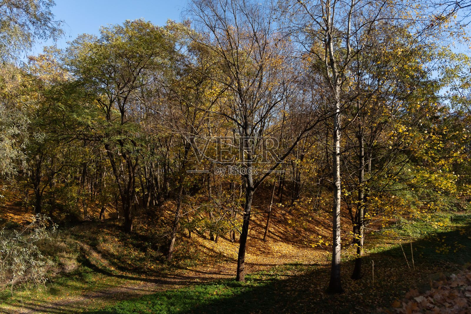 波兹南Cytadela公园的小巷。照片摄影图片