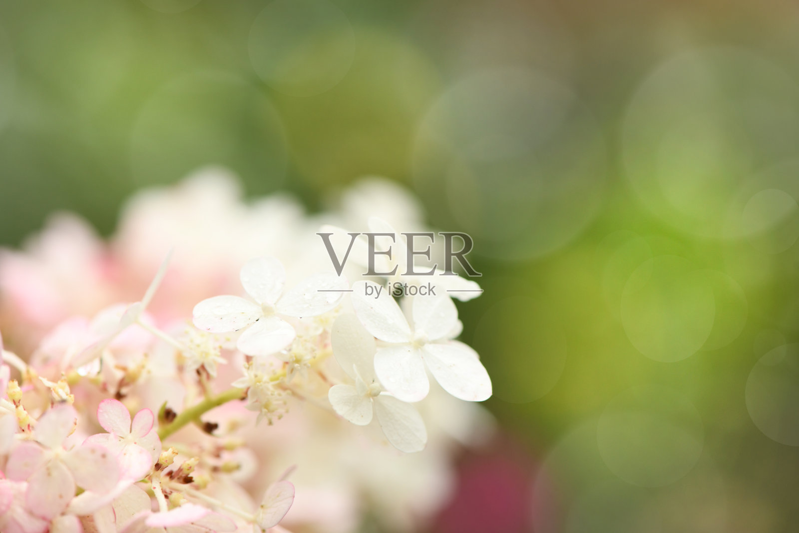 白色绣球花。侧视图。高分辨率照片。有选择性的重点。照片摄影图片