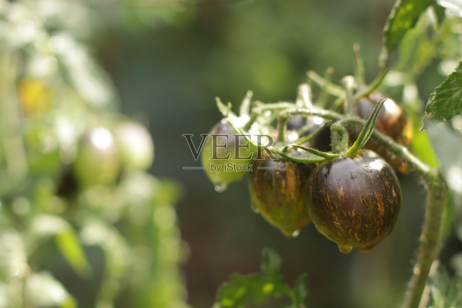 一束西红柿在一丛不寻常的颜色深色条纹在花园里的特写照片摄影图片