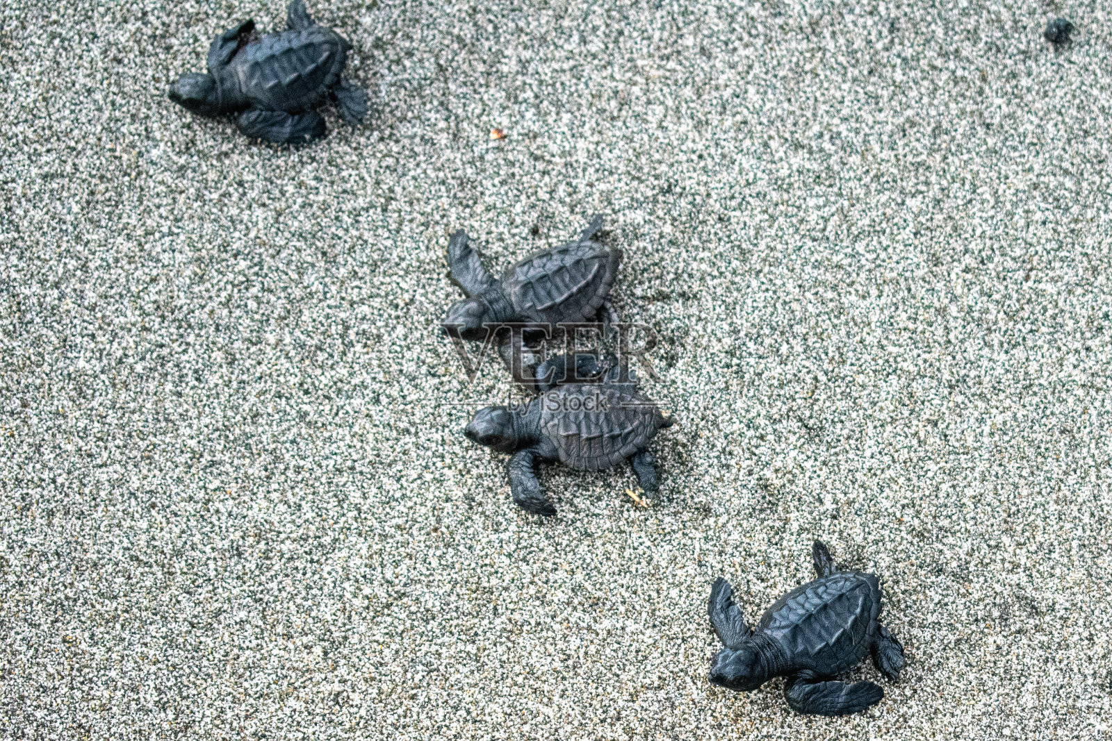小橄榄雷德利海龟释放照片摄影图片