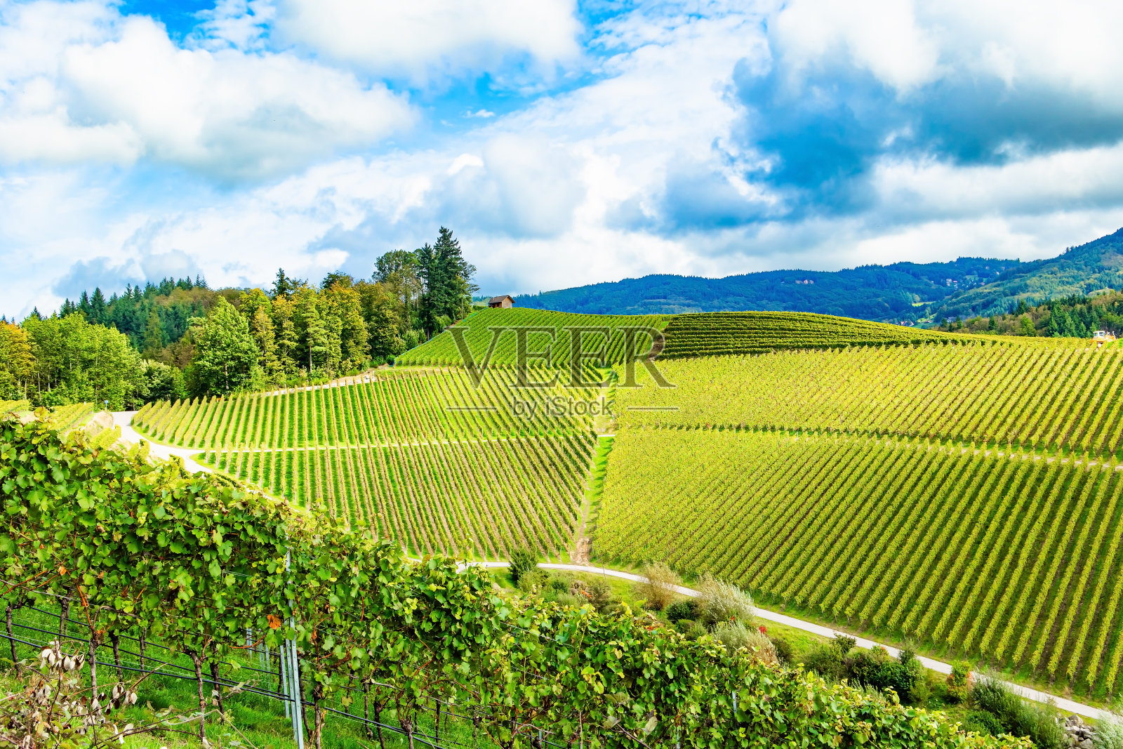 一排排均匀的葡萄丛照片摄影图片