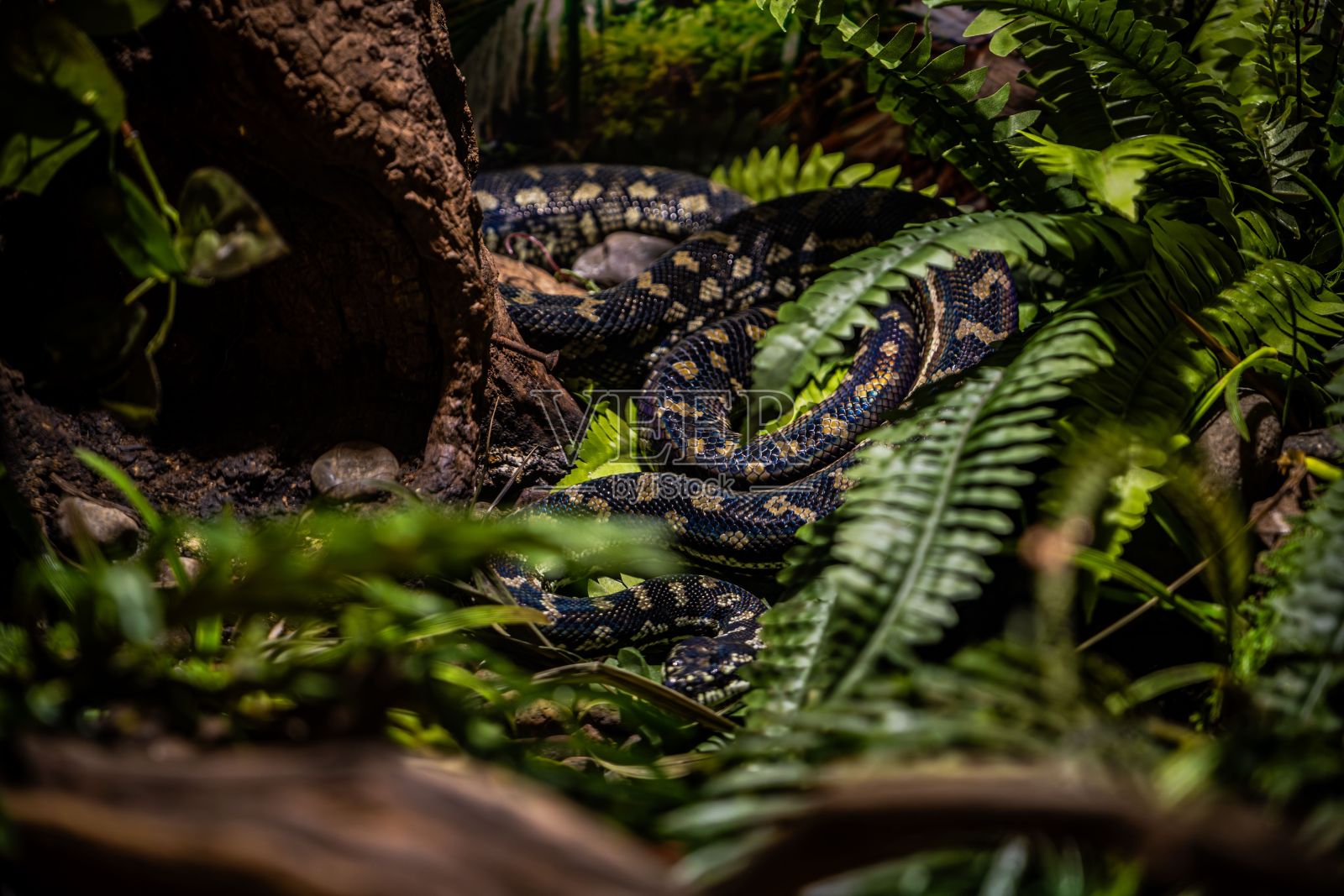 捕捉我们狡猾的朋友的本质照片摄影图片