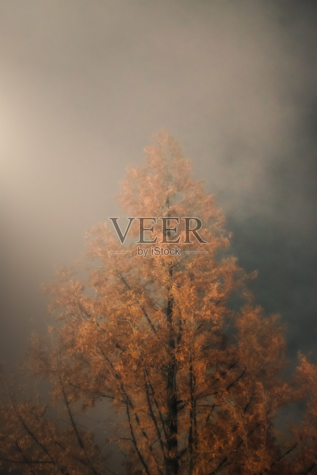 一棵树沉浸在思考中照片摄影图片