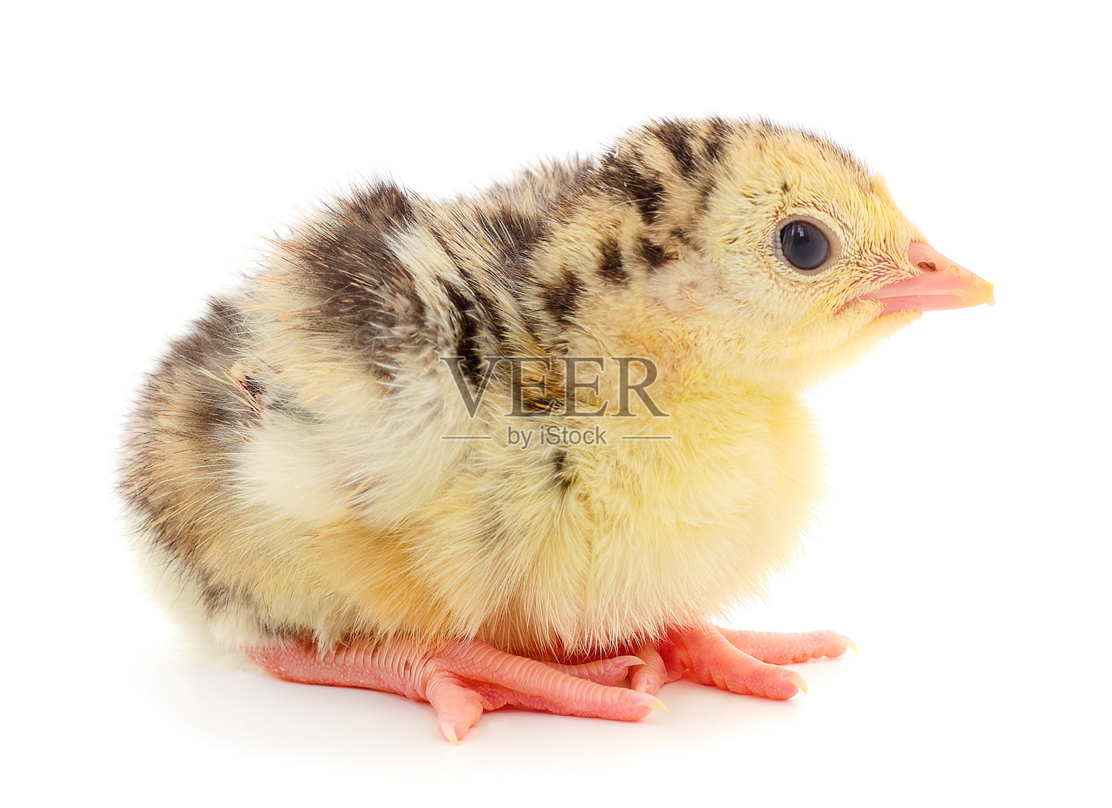 孤立的小火鸡鸟。照片摄影图片