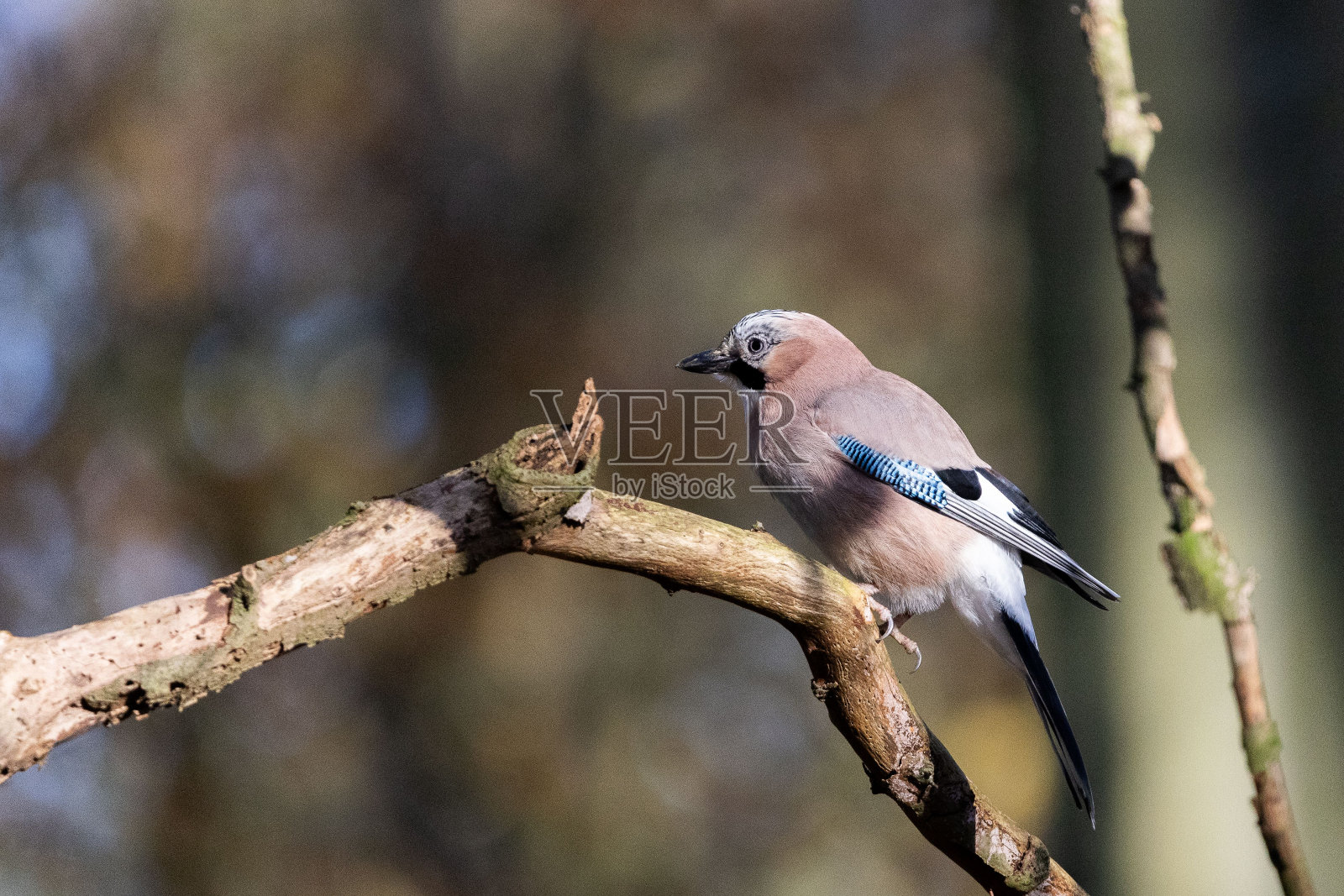 欧亚松鸦在德国北部林地迷人景色中的树枝上休息照片摄影图片