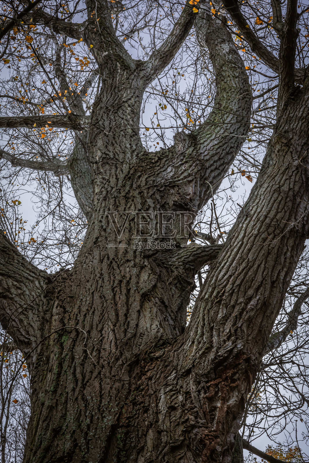 秋天的老白杨树光秃秃的。照片摄影图片