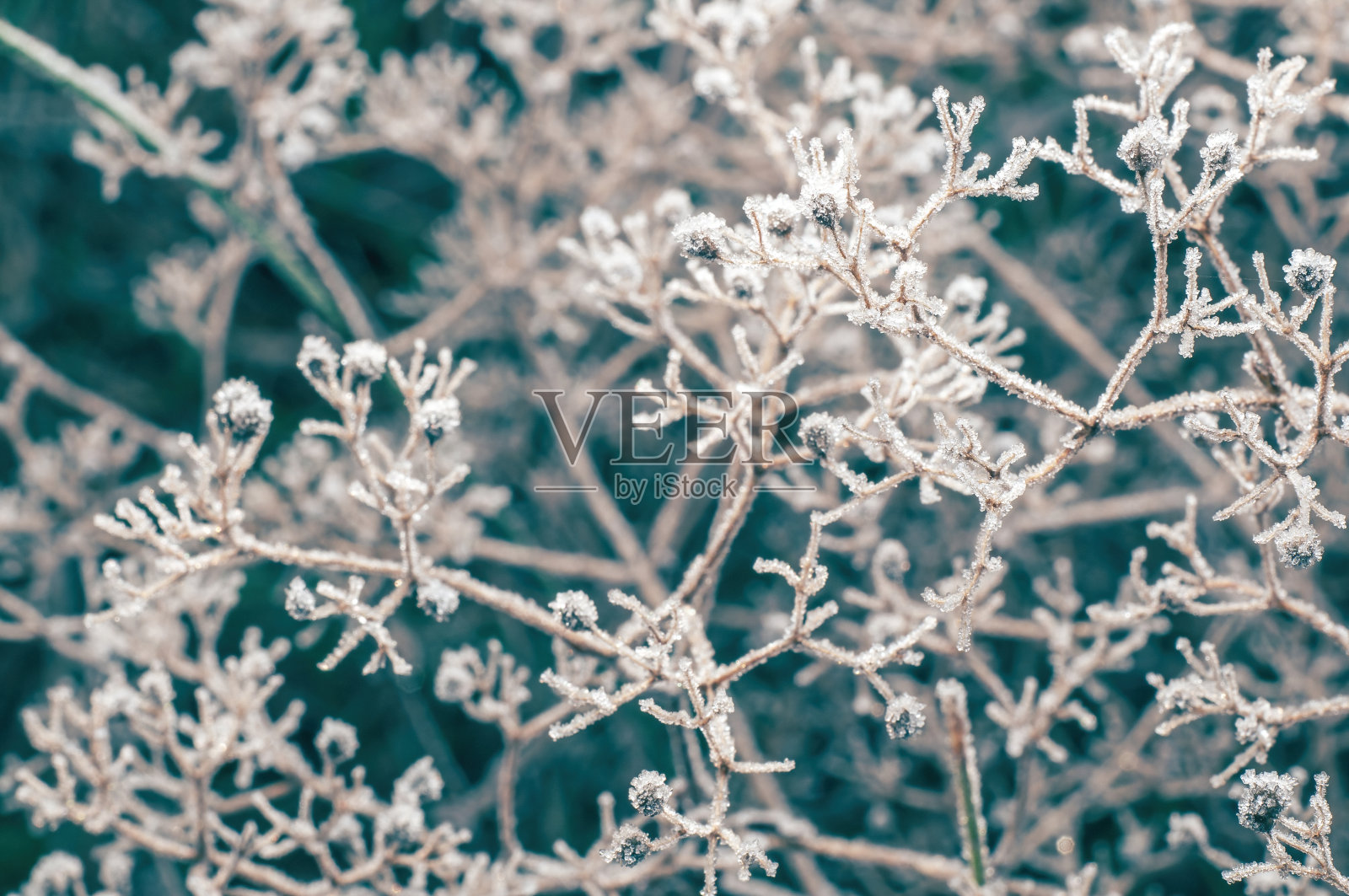 冷的植物标本馆的干冻草，柔软的焦点照片摄影图片