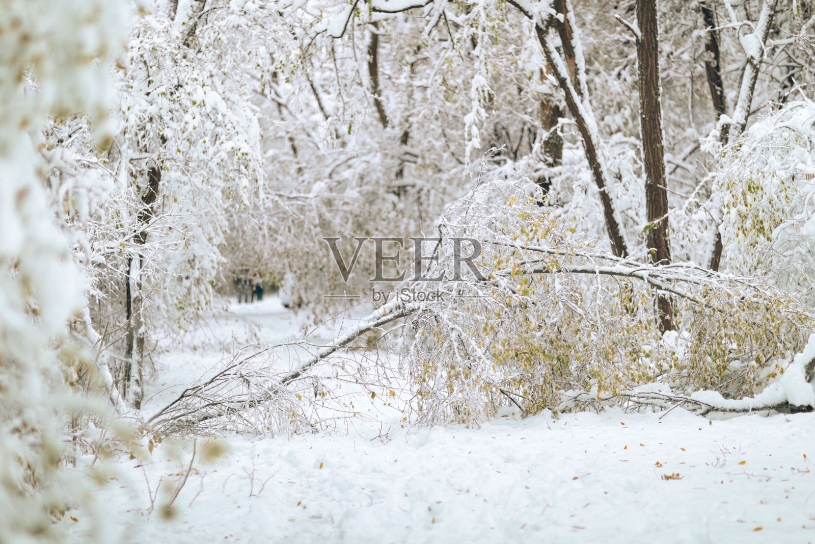 森林中的冬季场景，以白雪覆盖的地面，细枝和树枝为特色照片摄影图片