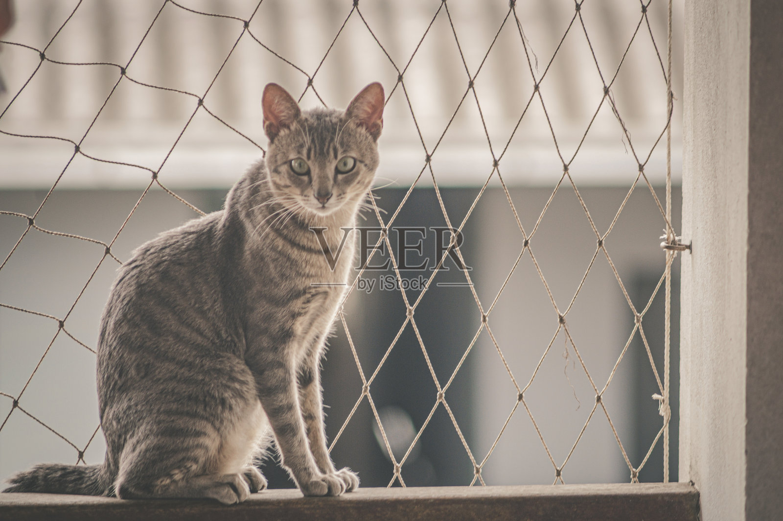家猫在房子的后院玩耍，光线自然照片摄影图片