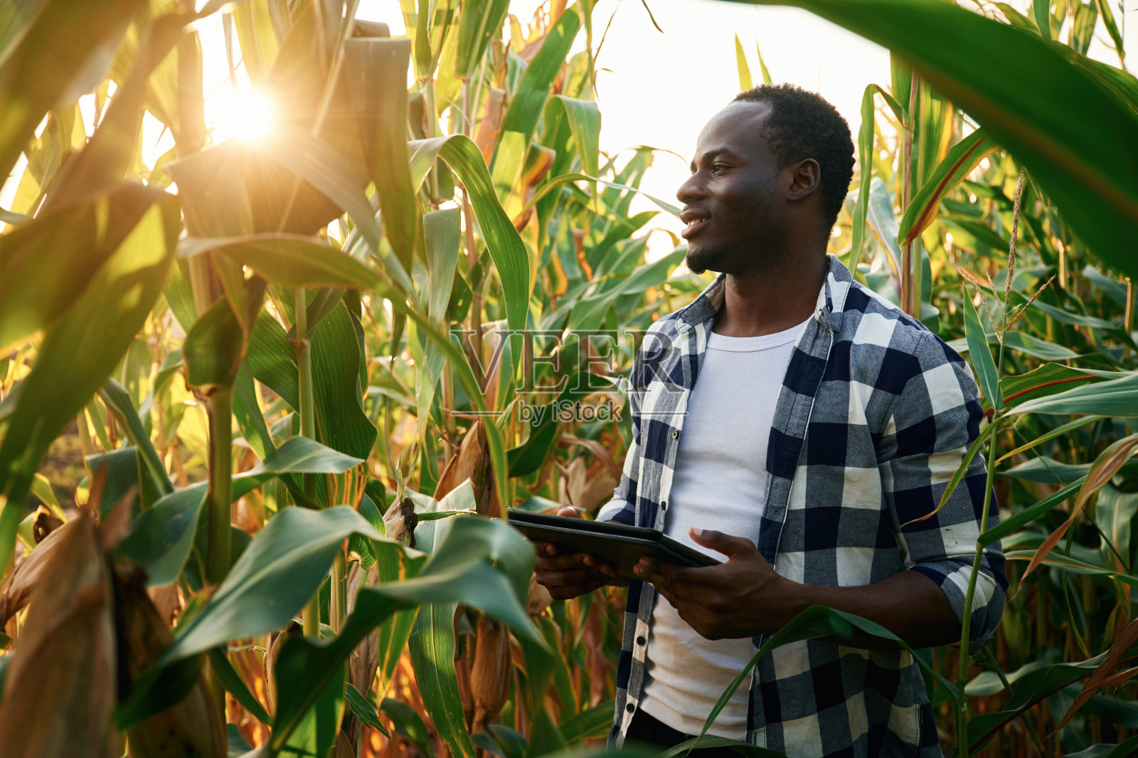 手里拿着黑色的记事本。一个年轻的非裔美国人白天站在玉米地里照片摄影图片