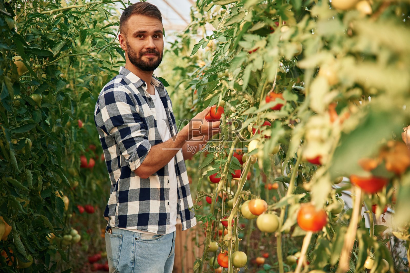 年轻的园丁在温室里种植西红柿照片摄影图片
